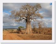 20TarangireAMGameDrive - 02 * Baobab tree.